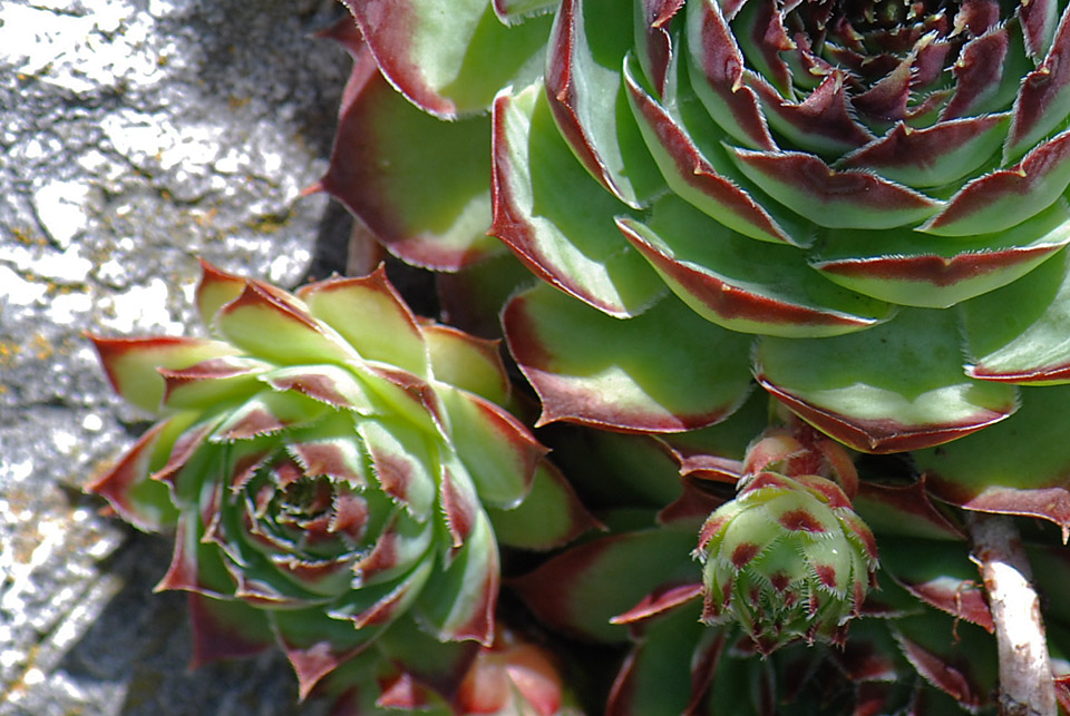 Sempervivum tectorum
